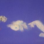 Simon Presley Kunst Maler Hamburg